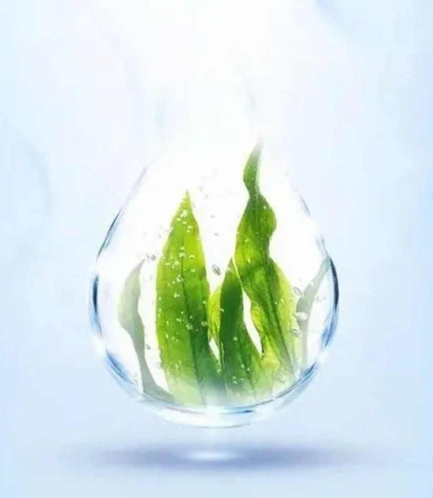 The Health Benefits of Trehalose